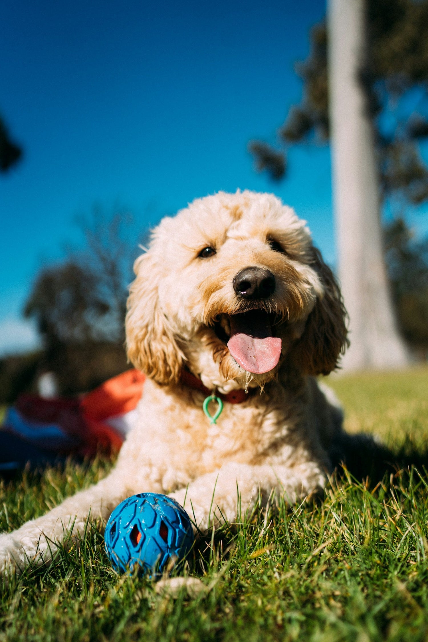 Outdoor Pet Supplies